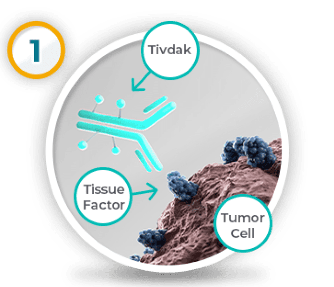 Representation of Demo® (demo vid-ttdd) mechanism of action, showing the Demo molecule, a tissue factor protein, and a tumor cell. First graphic in a sequence of three graphics.