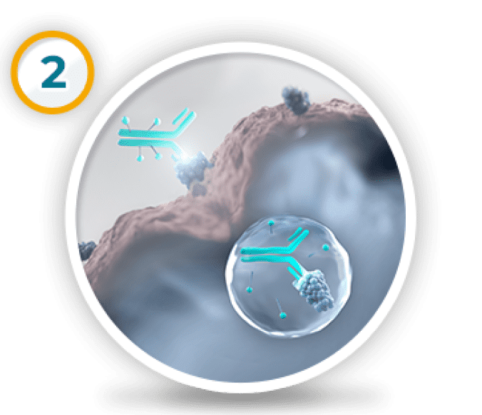 Representation of Demo® (demo vid-ttdd) mechanism of action. Demo enters the cell. Second graphic in a sequence of three graphics.