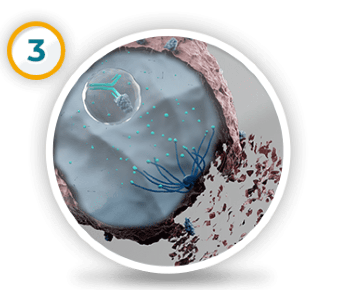 Representation of Demo® (demo vid-ttdd) mechanism of action. Inside the cell, the cell-killing medicine is released. Third graphic in a sequence of three graphics.
